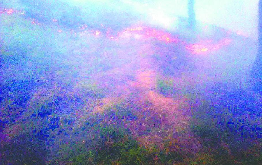 The fire burned 10 hectares of forest