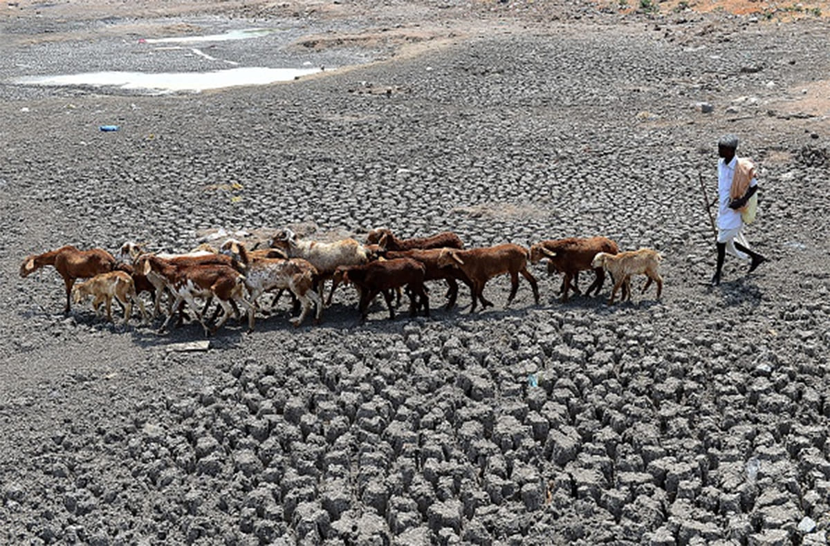 animals are dying of hunger and thirst in bundelkhand