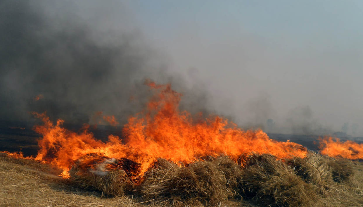 Bgucgat harvest two hundred acres burned