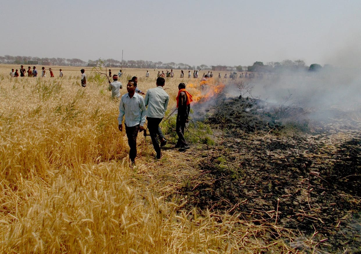 Crops and ash Mondhi