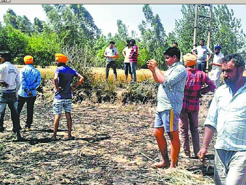 wheat crop, Two acres of crop ash in derabassi