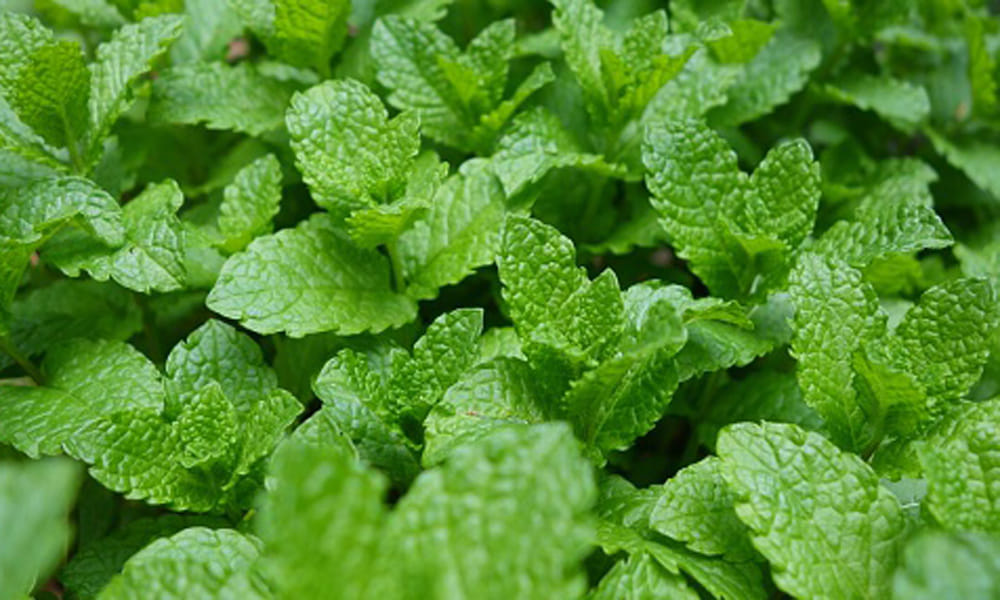food to detox your body