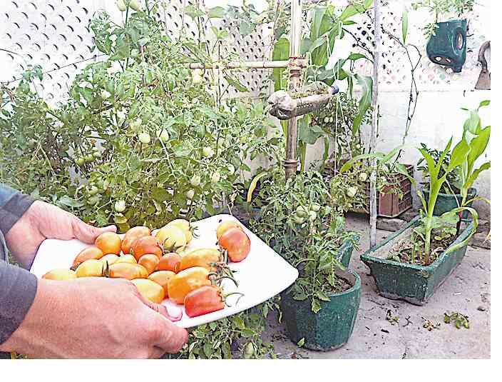 kitchen garden 