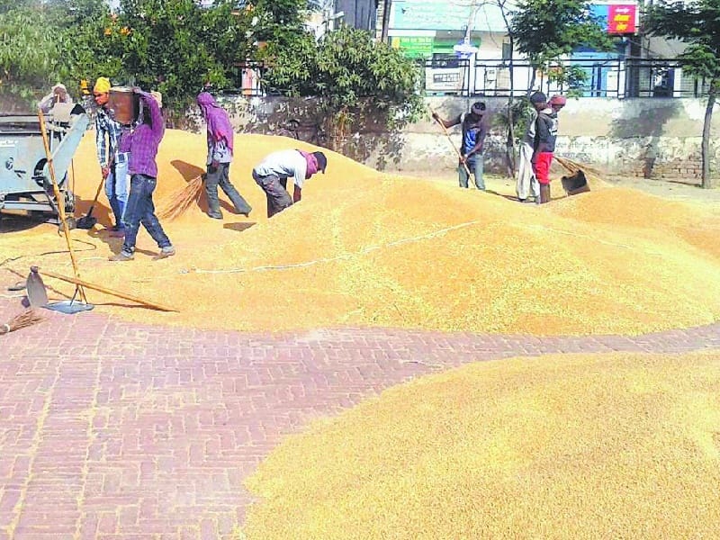 mandi, govt purchase in ludhiana, ludhiana mandi