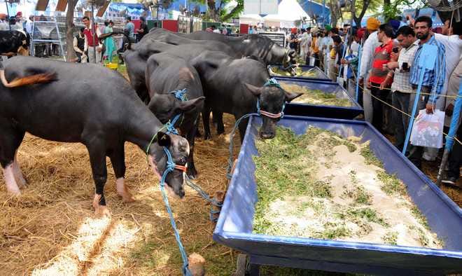 Sirsa News, Hindi News, Crime, Animal fair, Pashu mela, Sirsa