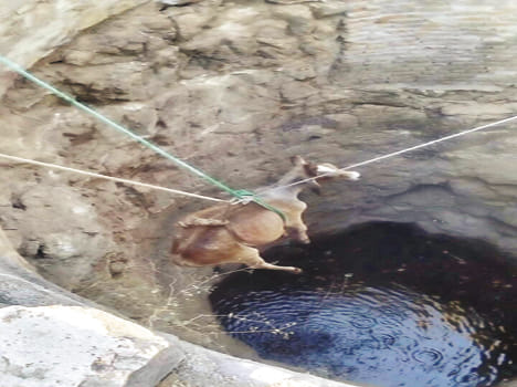 Well saved by the young cow in the well