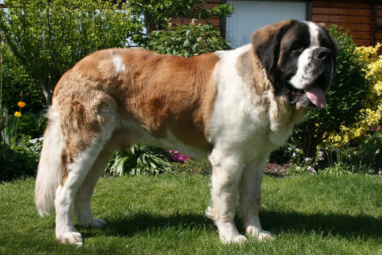 two dog died in flight by heart attack due to heat.