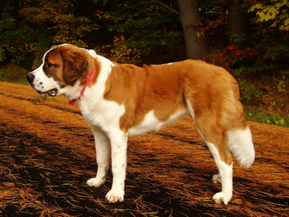 two dog died in flight by heart attack due to heat.