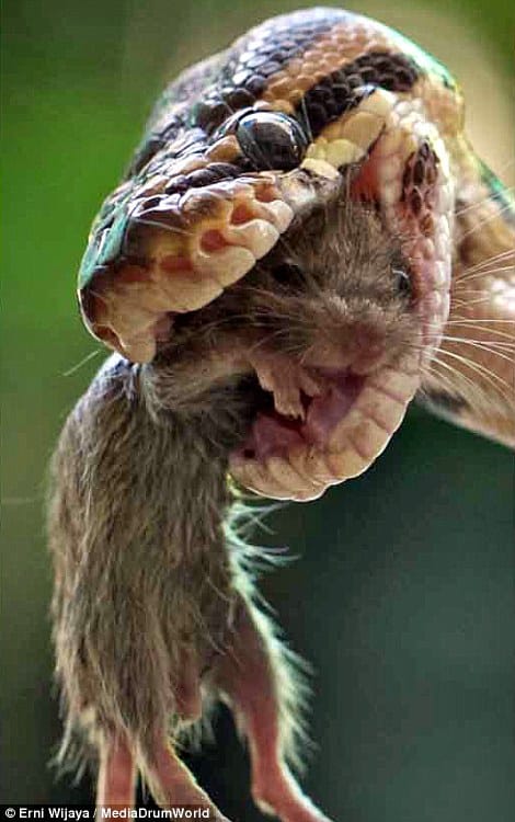 python gallops mouse in seconds
