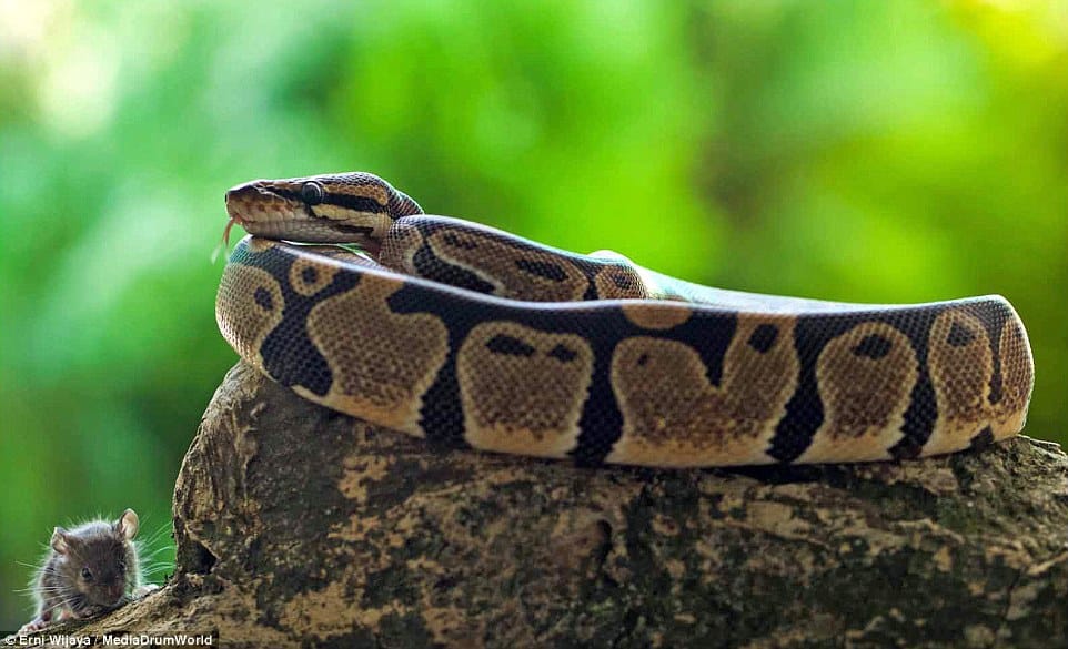 python gallops mouse in seconds