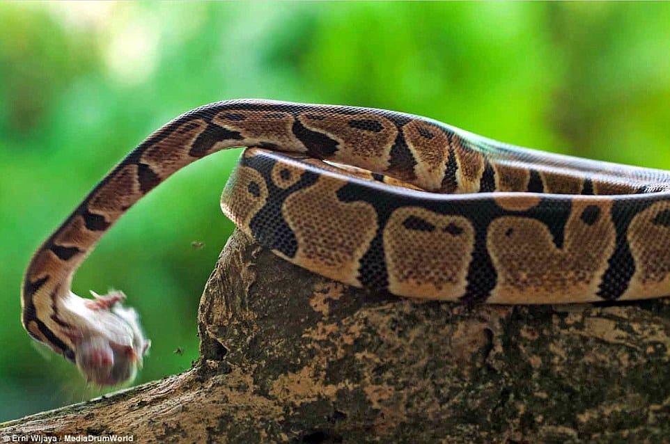 python gallops mouse in seconds