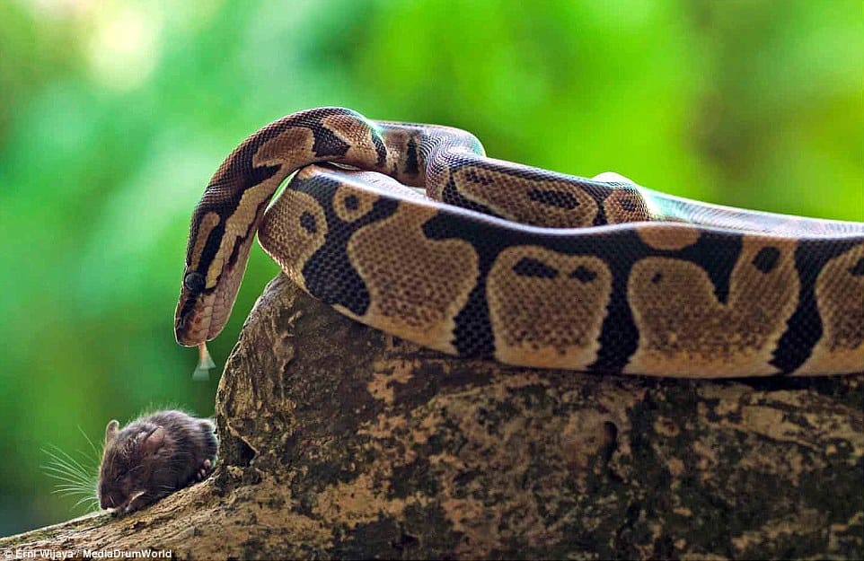 python gallops mouse in seconds