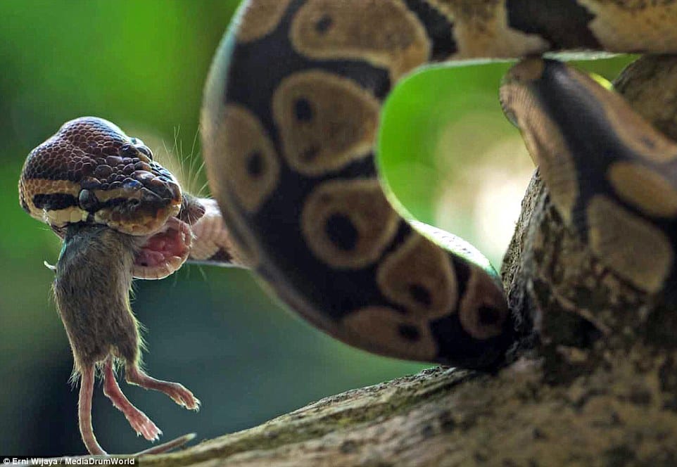 python gallops mouse in seconds
