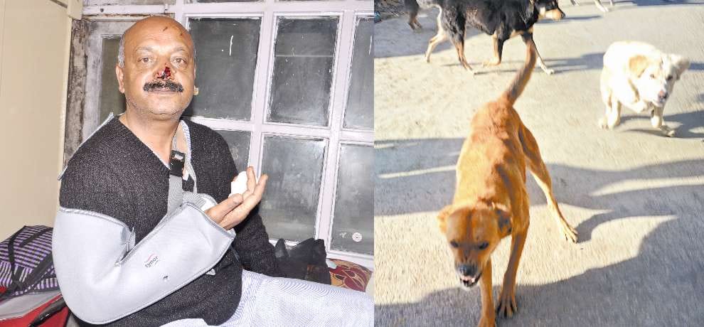 stray dogs terror, bite six peoples in shimla