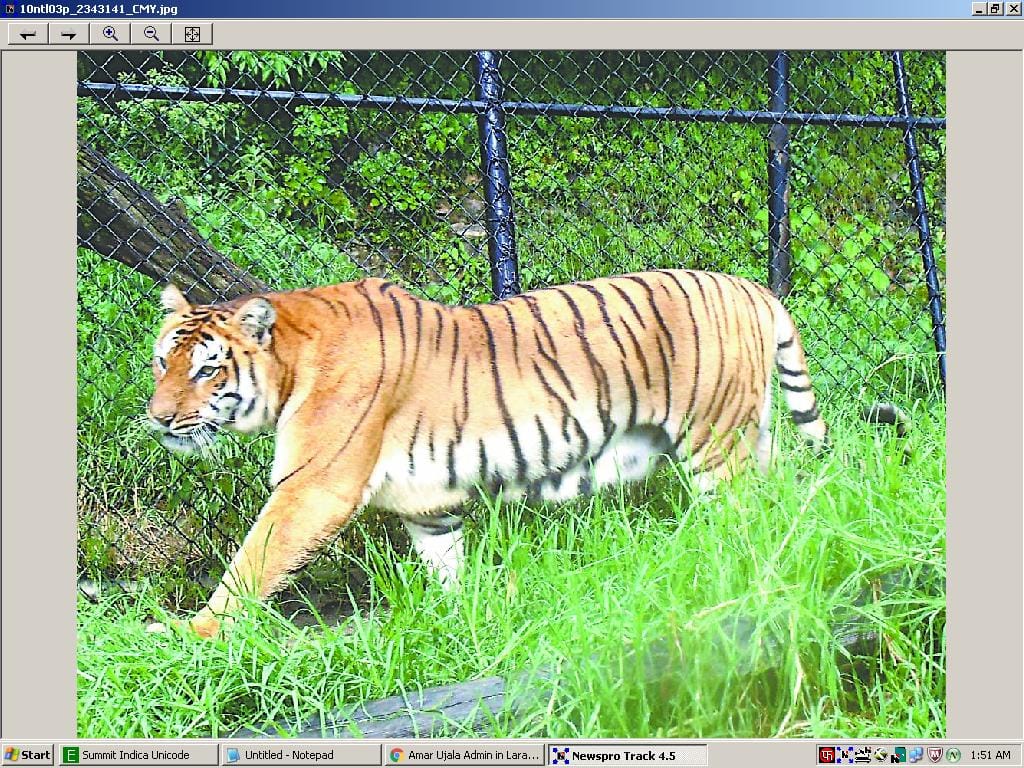 male tiger will come in rajaji national park.