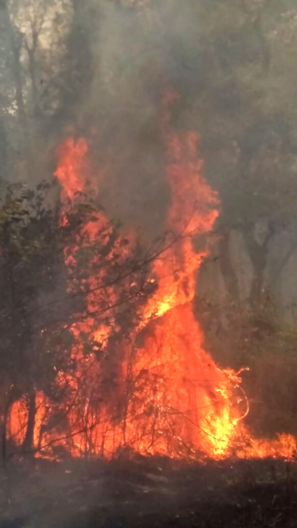 wheat, crop burnt, 64 acre wheat burnt, ferozepur, jalandhar, punjab