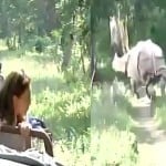 काजीरंगा में शाही जो़ड़ा