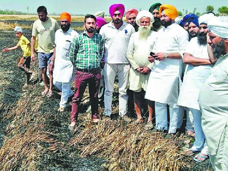 Wheat crops burnt, seven acres, two villages in Fatehgarh Sahib, Fatehgarh Sahib