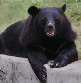 Bear Attack in mirzapur