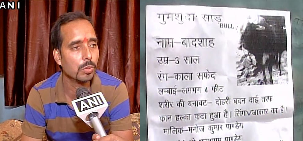 poster in the city offering fifty thousand rupees who will discover the missing bull