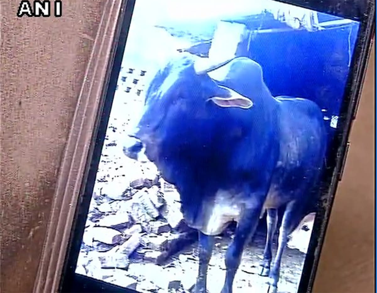bull attacked on old person, dead