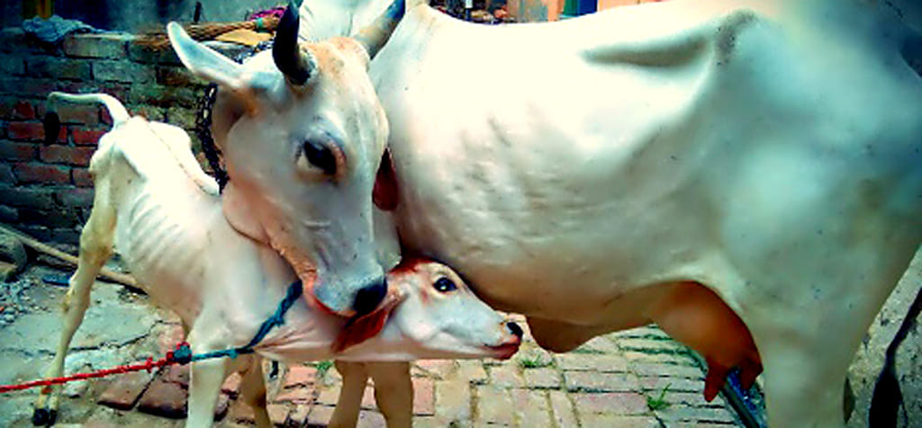 national mother declare the cow.