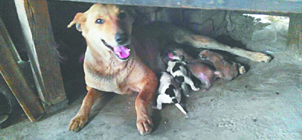 female dog became mother after vasectomy in gurgaon