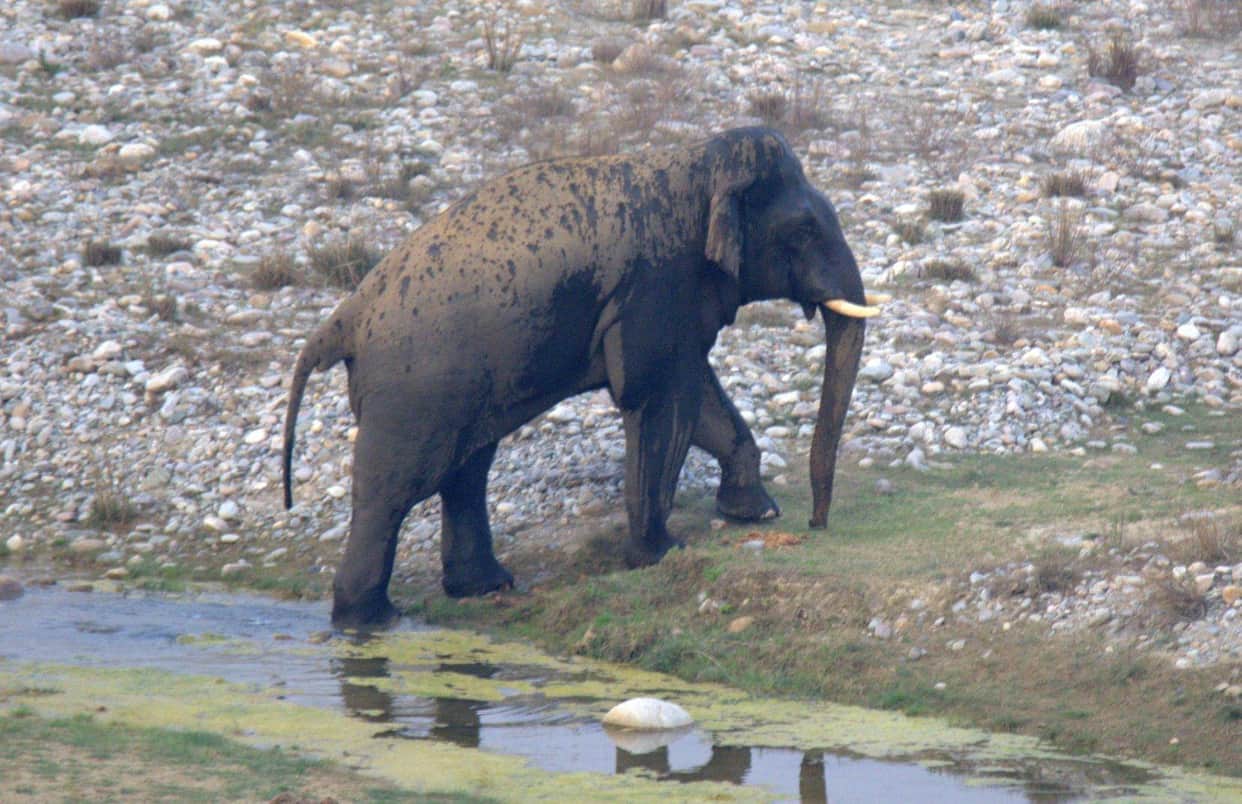 elephant want to bath in kausi river