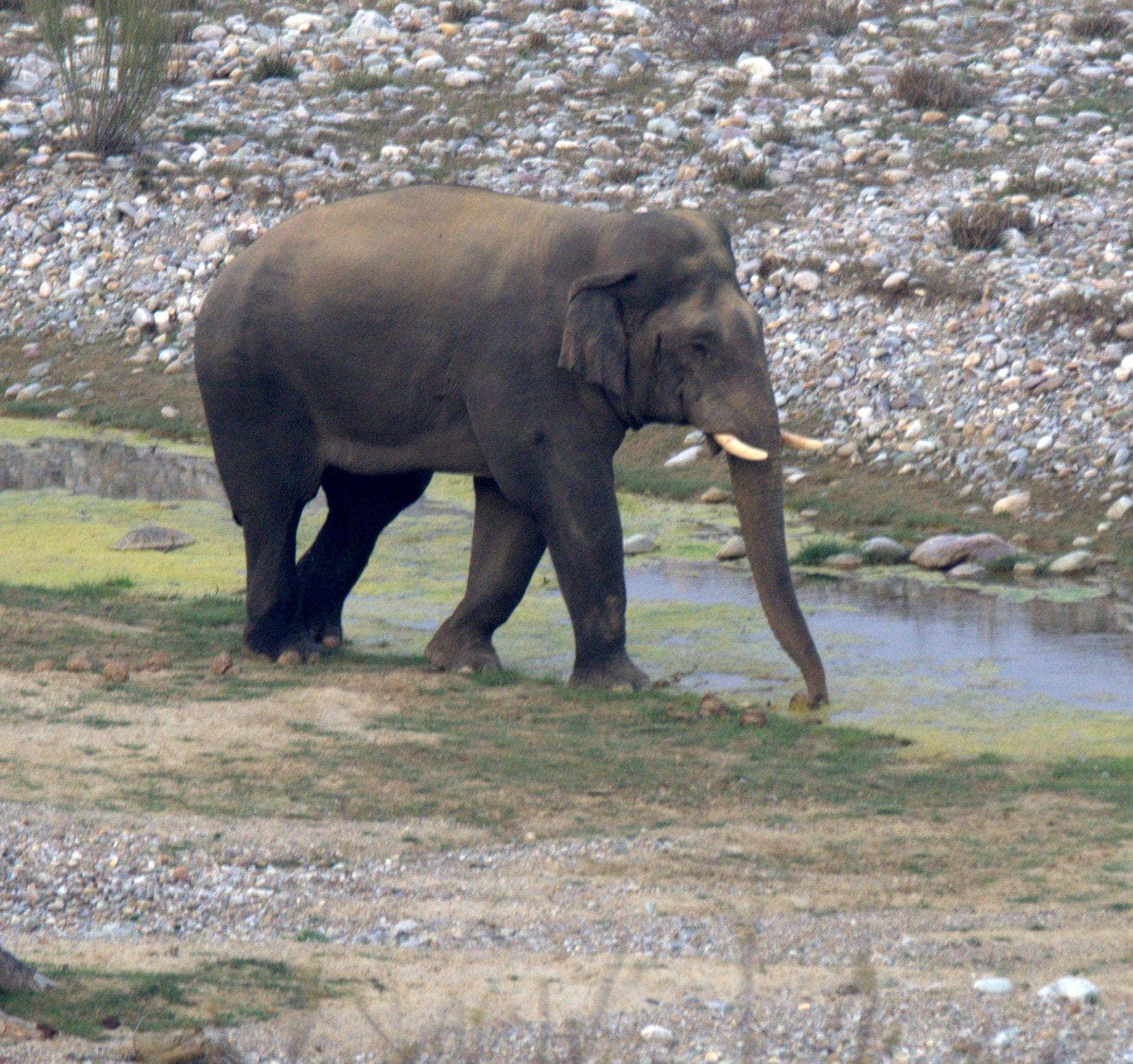 elephant want to bath in kausi river