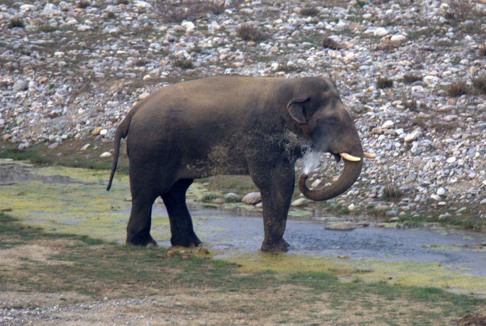 elephant want to bath in kausi river