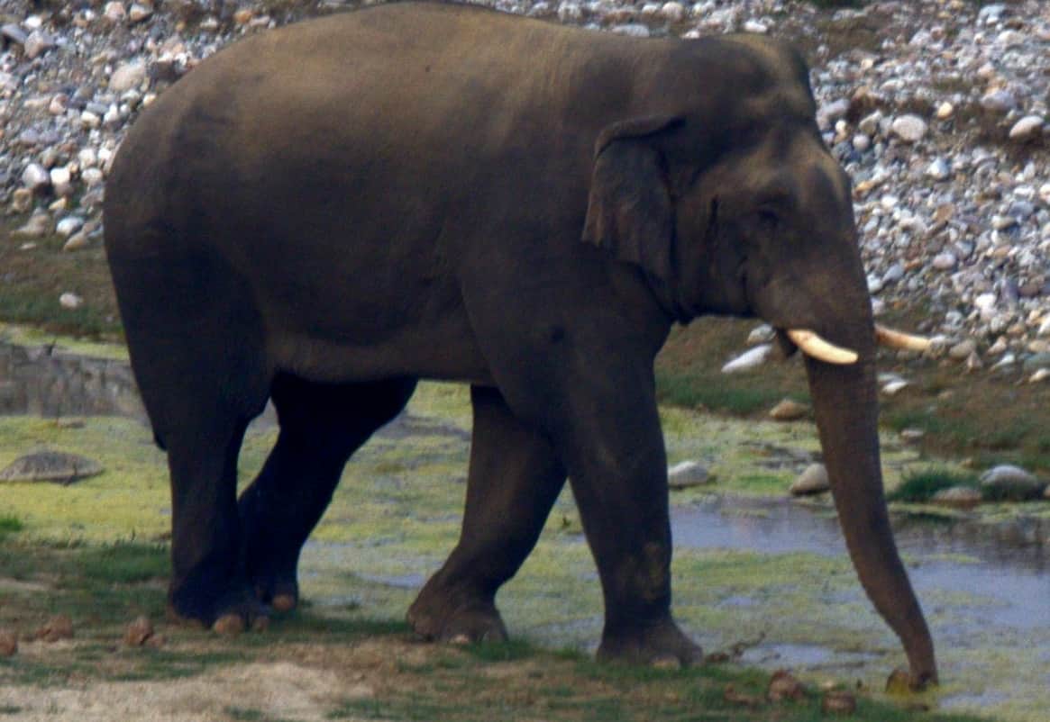 elephant want to bath in kausi river