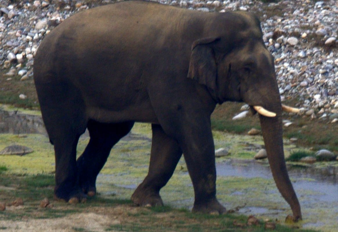 elephant want to bath in kausi river