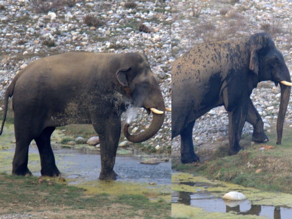 elephant want to bath in kausi river