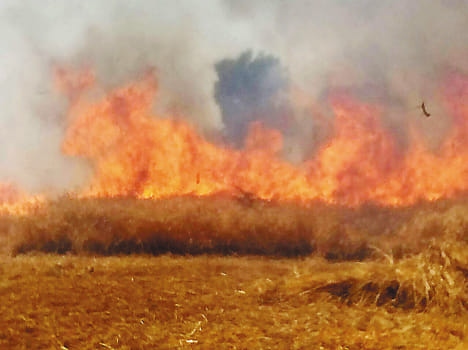 Ashes 186 acres of wheat crop