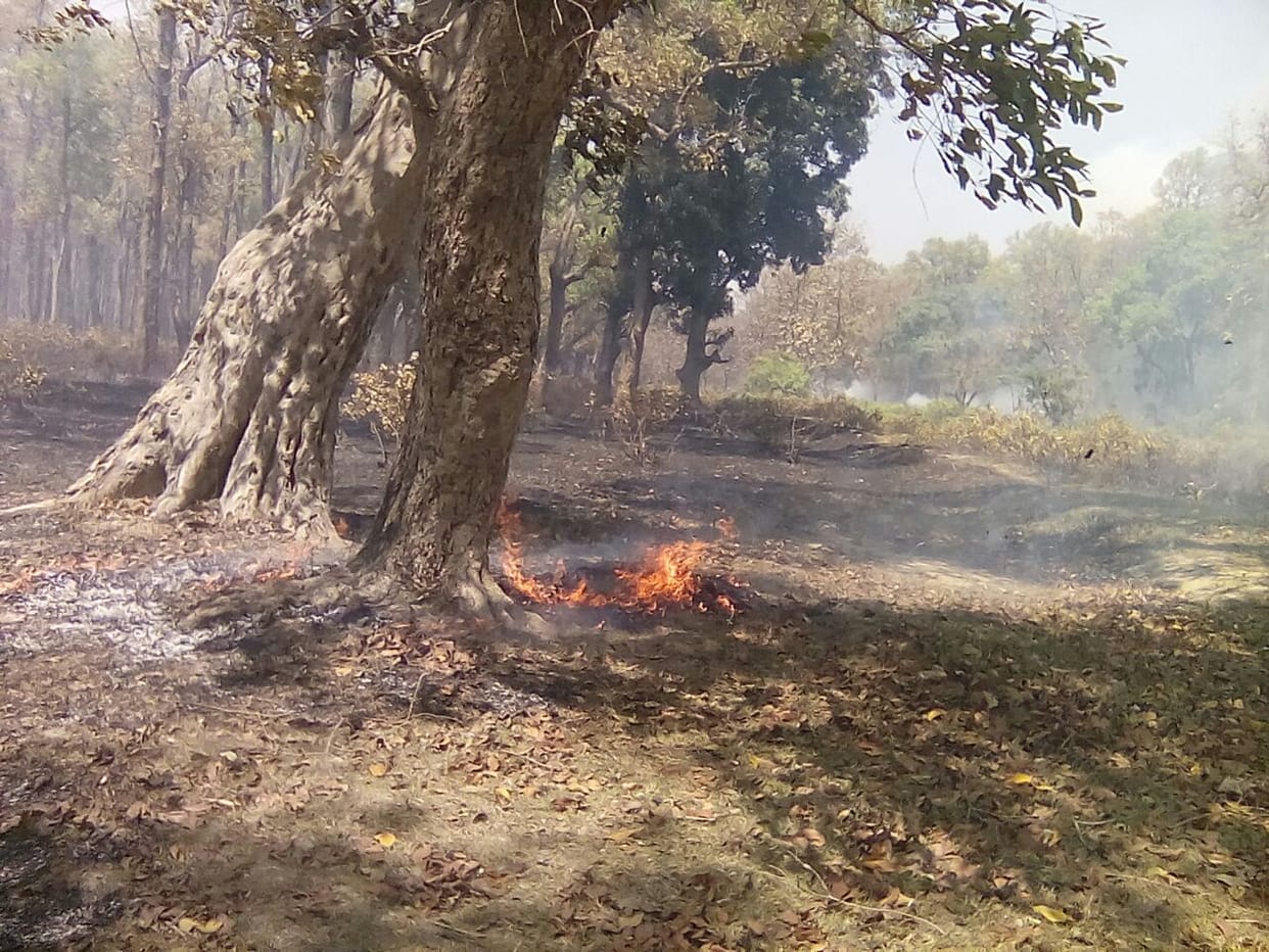 Frenda in forest fire