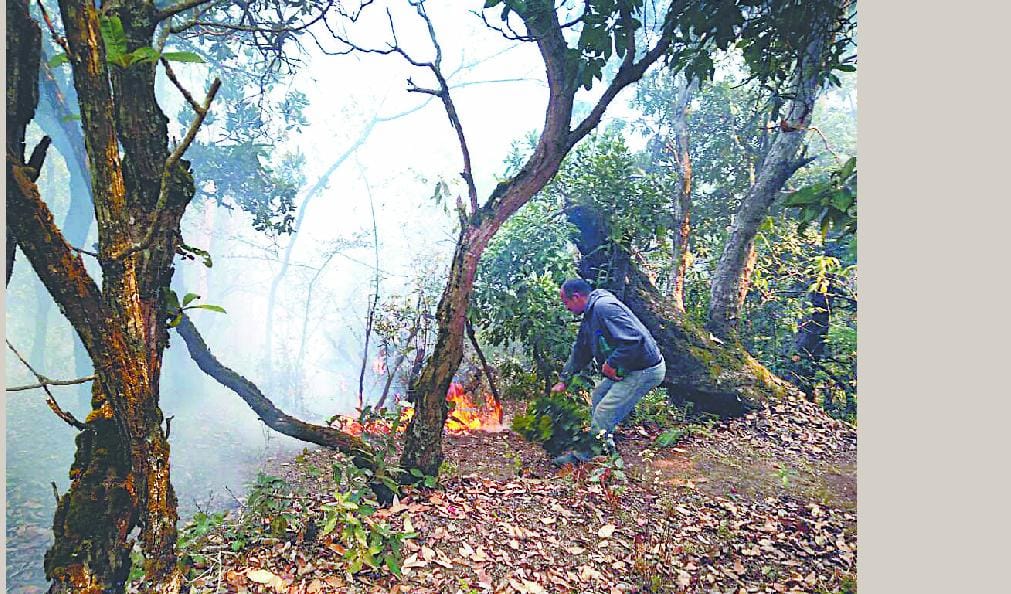 Forest vulnerable to forest fire