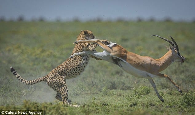 gazelle runs off from cheetah 