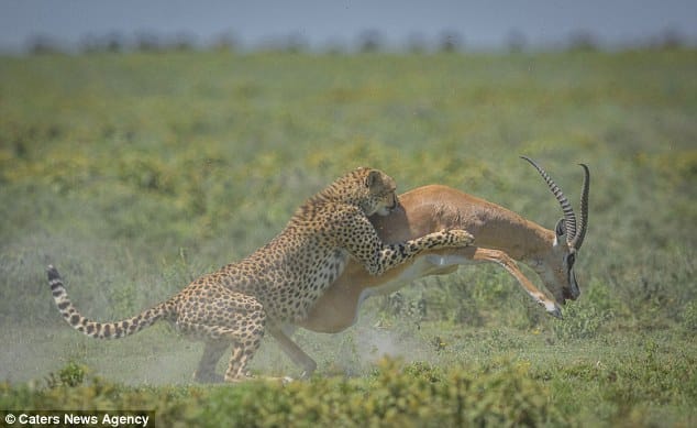 gazelle runs off from cheetah 