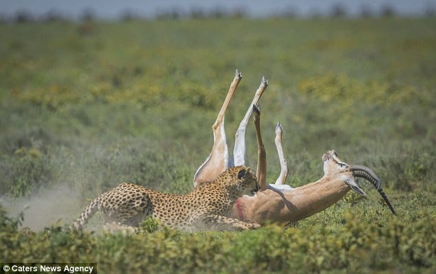 gazelle runs off from cheetah 