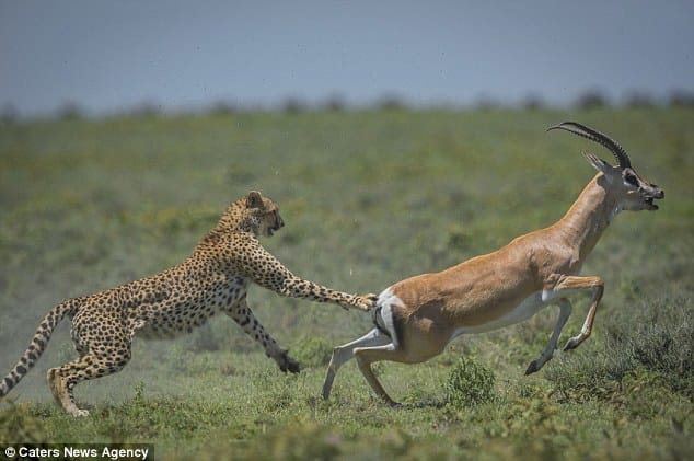 gazelle runs off from cheetah 