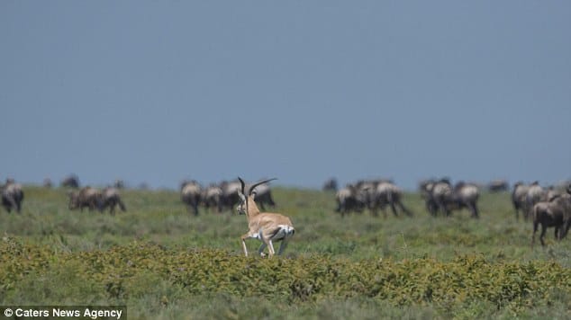 gazelle runs off from cheetah 