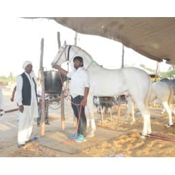 Jhajjar, hindi news, billa, horse Jhajjar