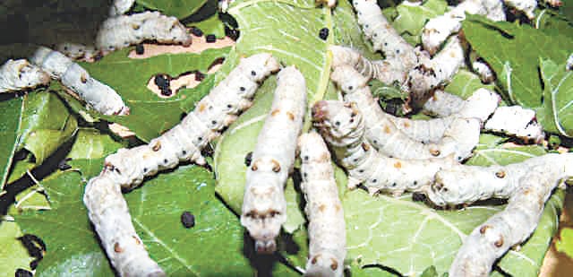 Silk production support scheme