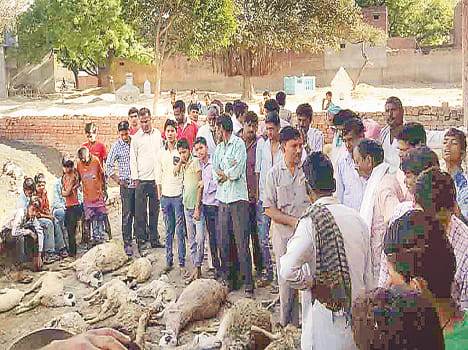 65 sheep died in mysterious circumstances