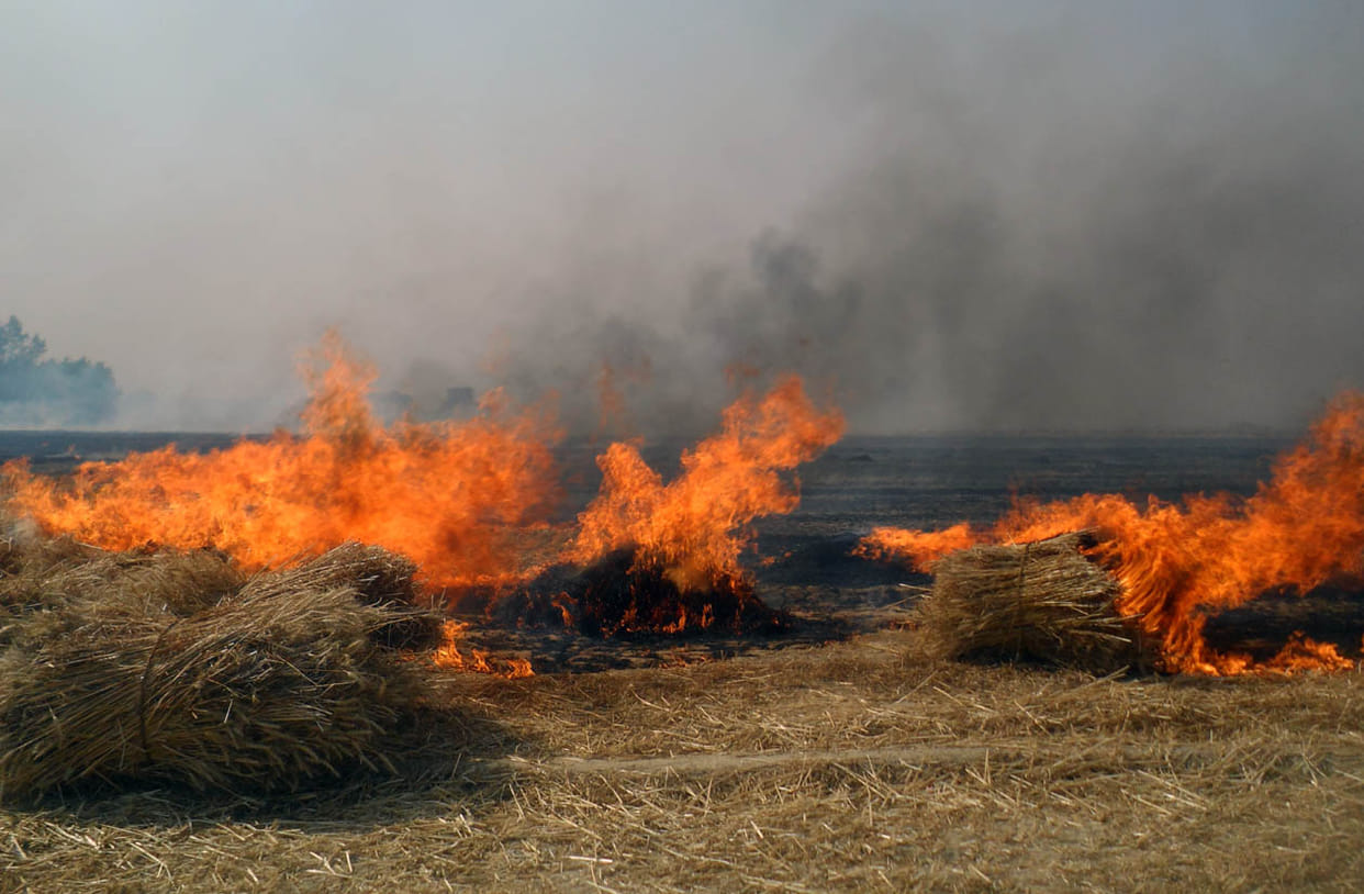 Two hundred loads of wheat from fire ash
