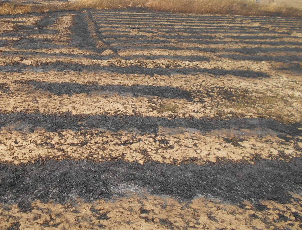 production of wheat affected in amroha
