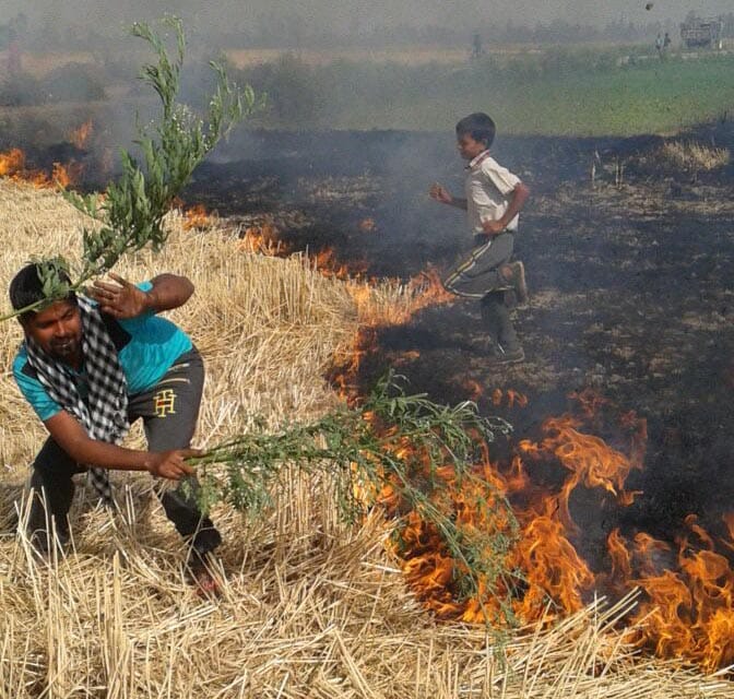 99 acres of standing wheat crop in the fields of fire ash