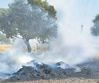 burnt 100 acre wheat 