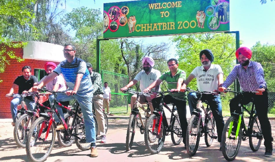 A white tiger cubs dies in Chhatbir Zoo