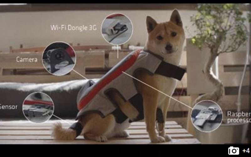 now DOGstagram lets canines automatically post a picture online